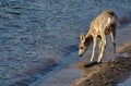 Deer Taking a Drink at the WaterÃ¢â¬â¢s Edge